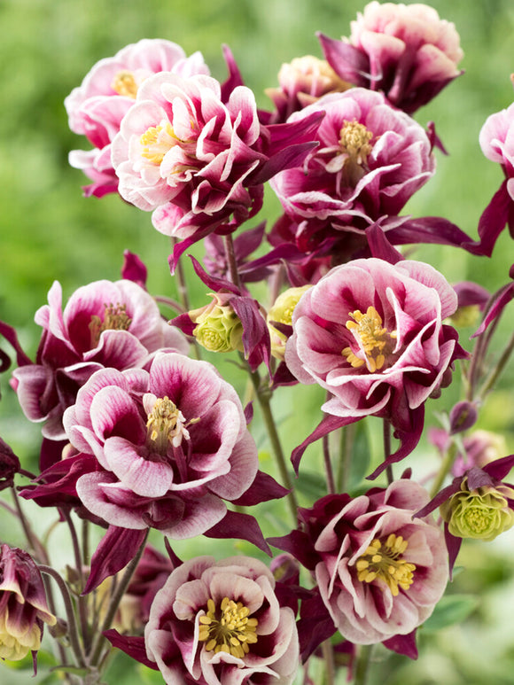 Columbine Winky Red and White (Aquilegia)