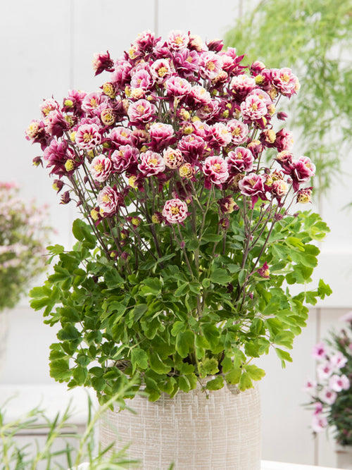Columbine Winky Red and White (Aquilegia)
