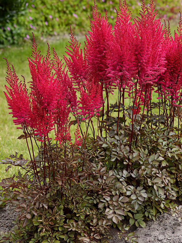 Buy Astilbe Mighty Chocolate Cherry