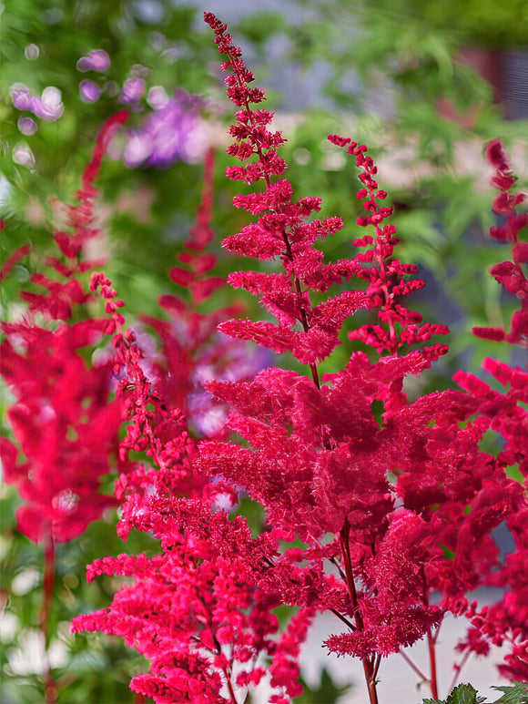 Astilbe Volcano bare roots for uk shipping in spring