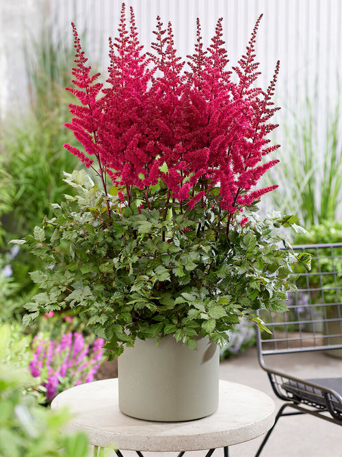 Buy Astilbe Volcano