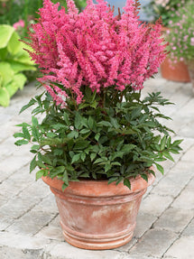 Astilbe Younique Pink