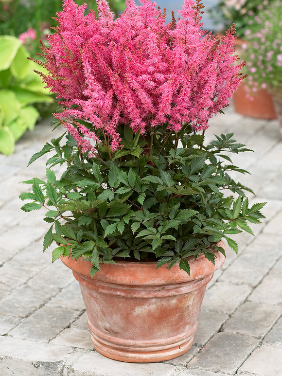Buy Astilbe Younique Pink