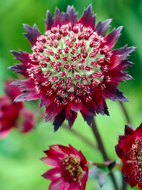 Astrantia Moulin Rouge Bare Roots