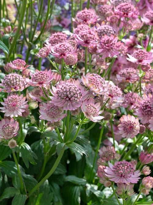 Astrantia Pink Button Bare Roots, shipped to the UK in spring