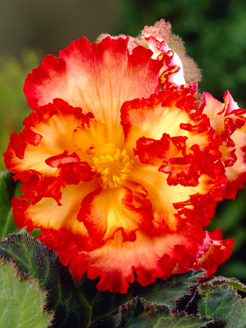 Begonia Crispa Marginata Yellow/Red