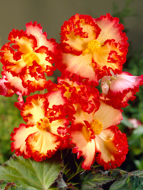 Begonia Crispa Marginata Yellow/Red
