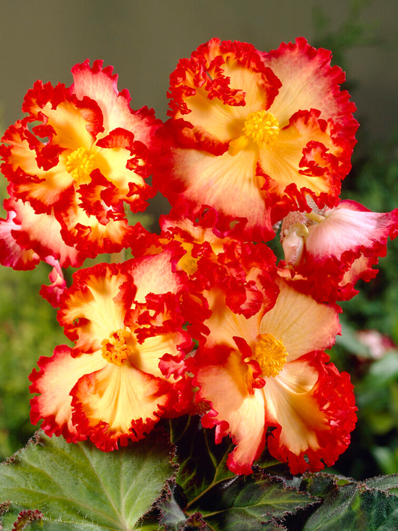 Begonia Crispa Marginata Yellow/Red