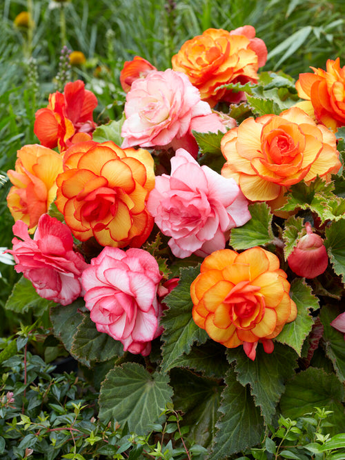 Buy Begonia Tropical Mix