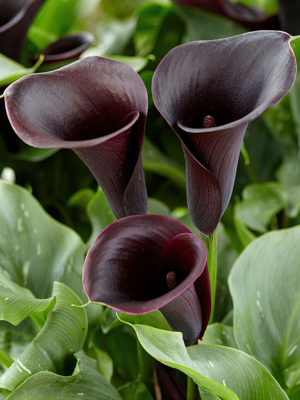 Calla Lily Captain Beretta Calla Lily Bulbs DutchGrown™ UK