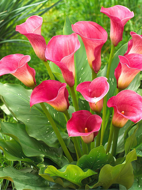 Calla Lily Bulbs Captain Romance UK