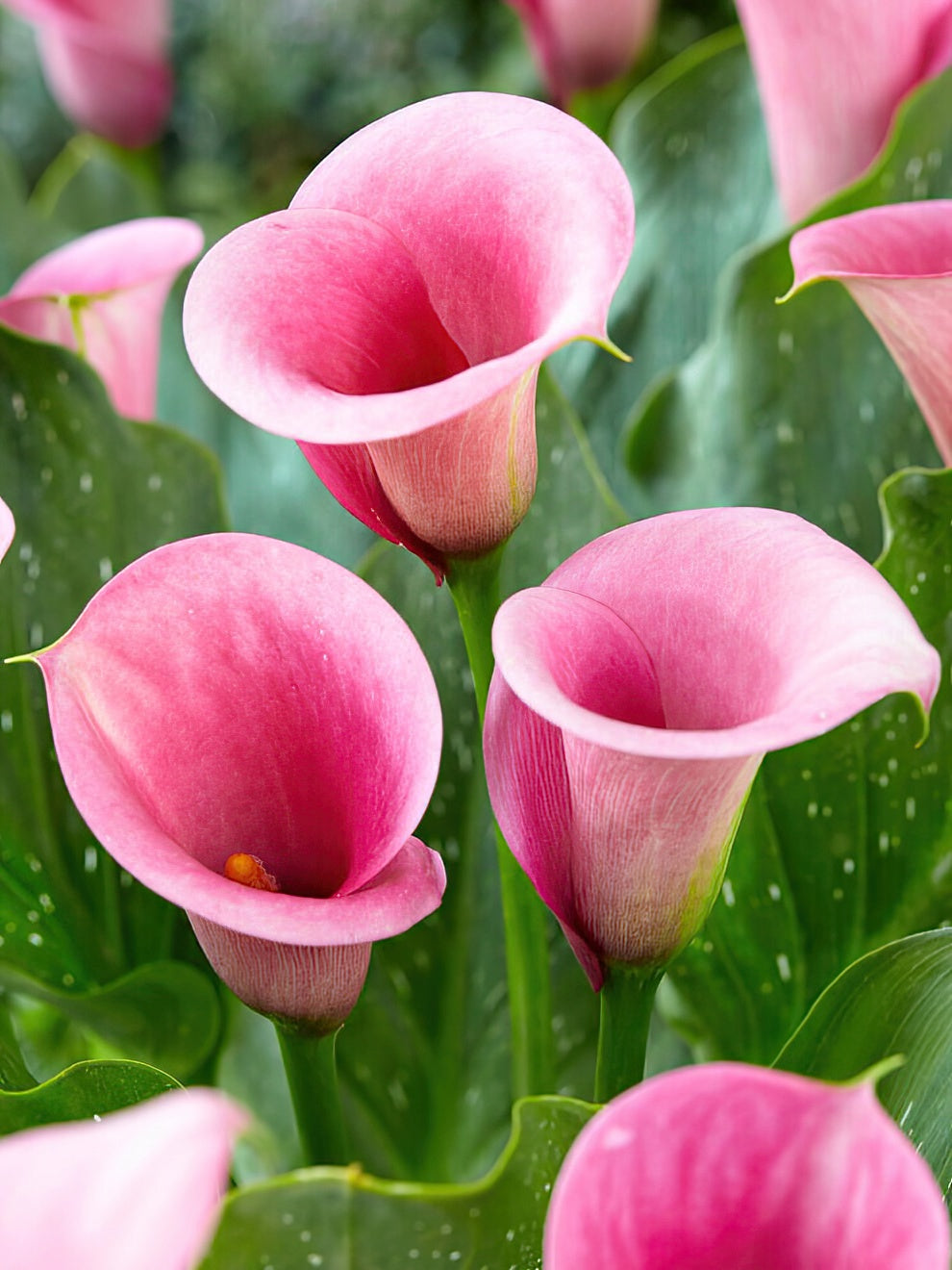 Calla Lily Captain Violetta Calla Lily Bulbs DutchGrown™ UK