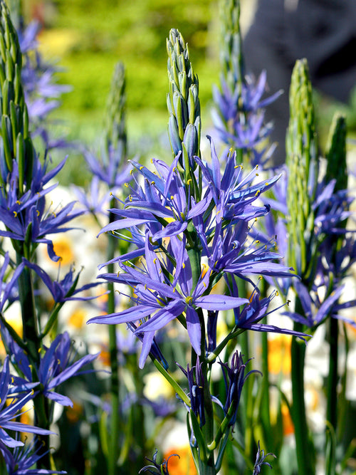 Indian Hyacinth Bulbs - Blue Camassia Esculenta