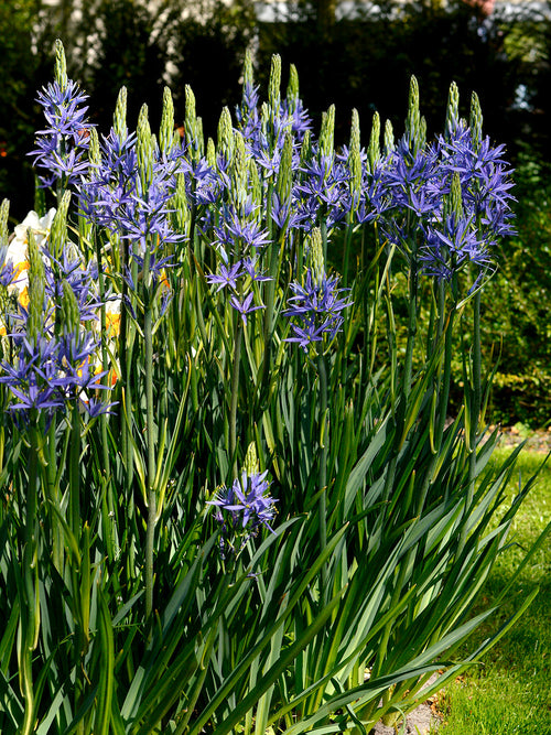 Camas Lily - Camassia Esculenta