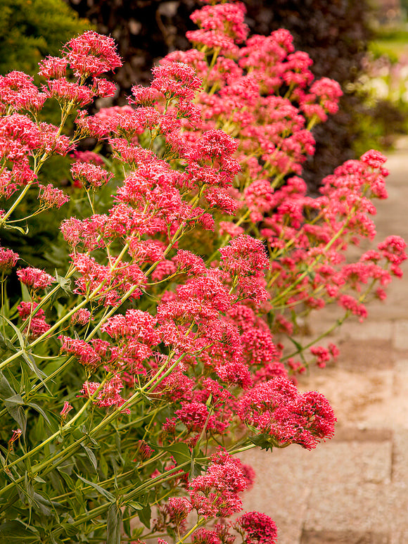 Centranthus ruber 'Atrococcineus' bare root plants