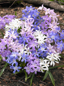 Chionodoxa Lucilea Bestseller Mix (Glory of the Snow)