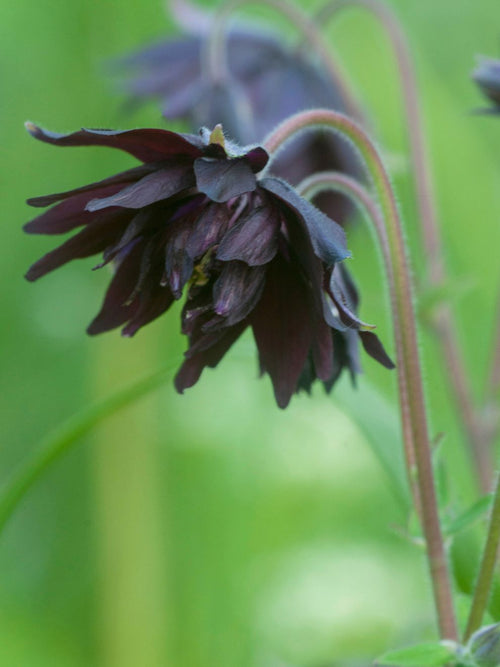 Buy Columbine Bare Roots - Columbine (Aquilegia) Black Barlow