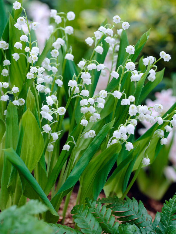 Convallaria majalis (Lily of the valley) Pips