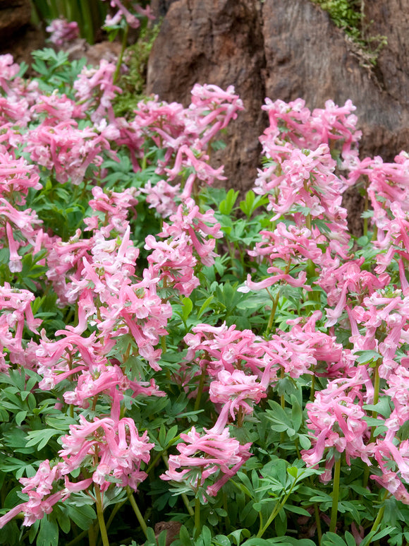 Corydalis solida ‘Beth Evans’ with soft pink flowers blooming in early spring