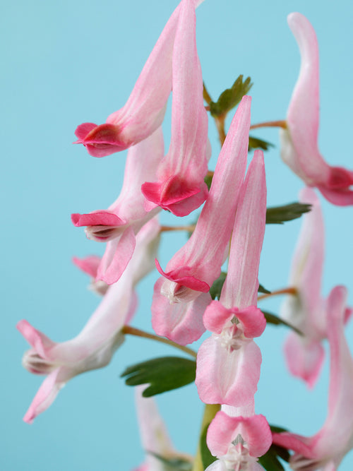 Close-up of Corydalis solida ‘Beth Evans’ tubular pink flowers and fine foliage
