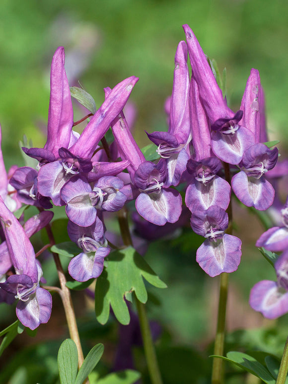 Corydalis solida ‘Purple Bird’ with deep violet-purple flowers