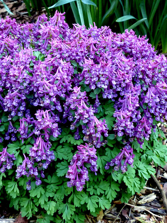 Corydalis ‘Purple Bird’ naturalising in a woodland border