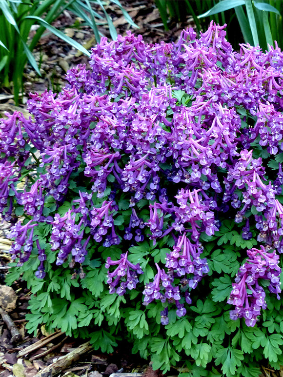 Corydalis solida ‘Purple Bird’ | Early Spring Purple Flower for Shade