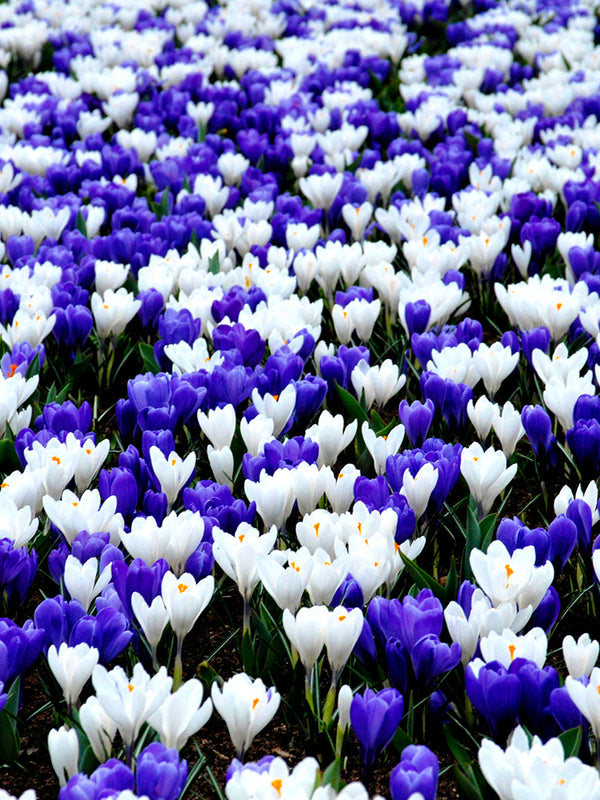 Mixed blue and white crocus bulbs
