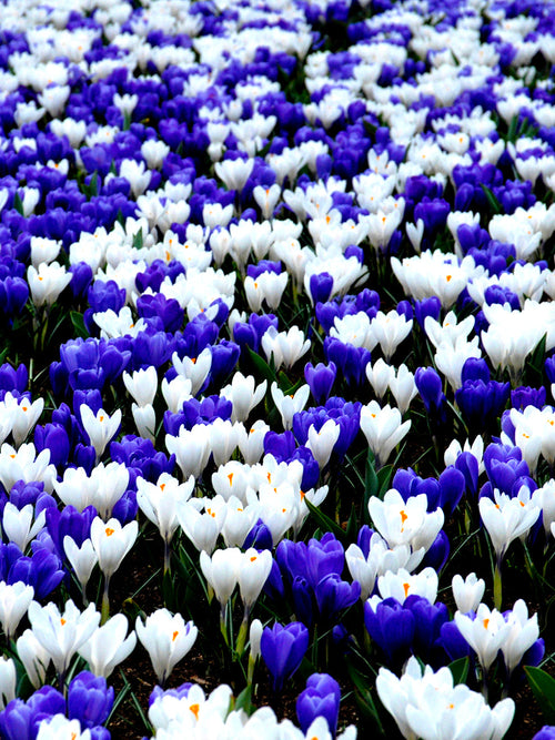 Blue and white crocus mix