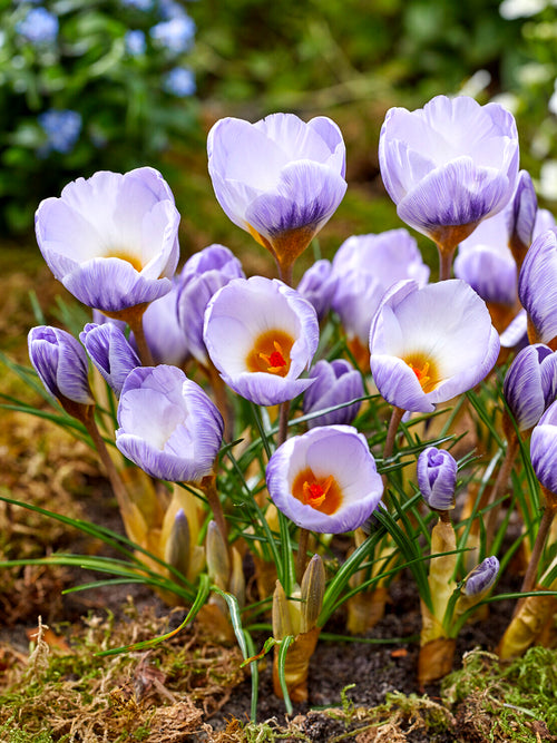 Close-up of Crocus Blue Marlin lavender-blue petals