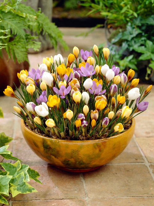 Botanical Crocus Bulbs