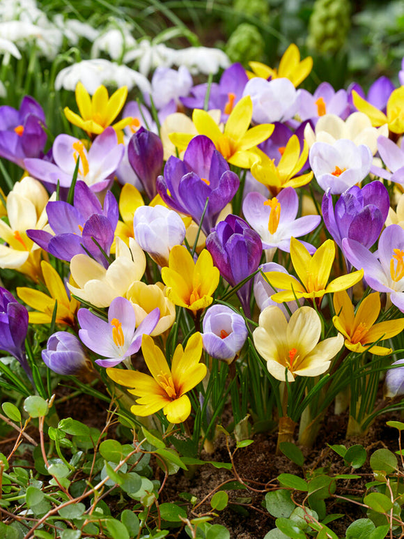 Botanical Crocus Bulbs