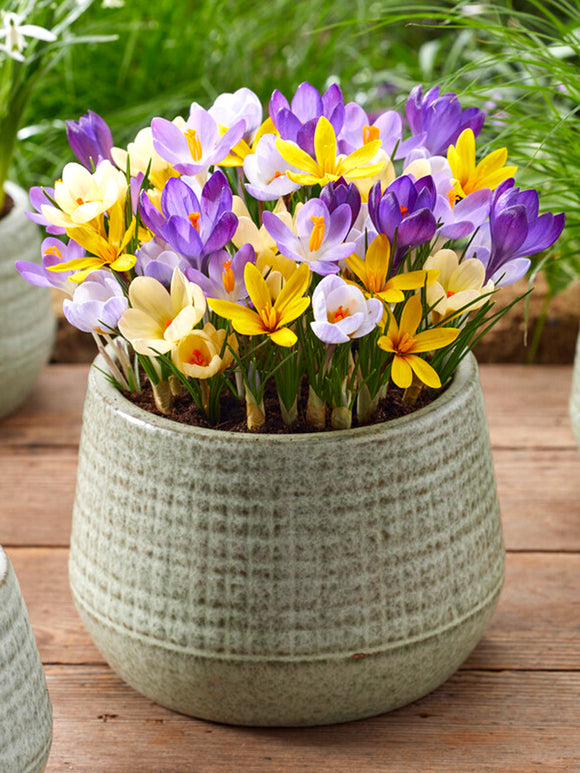 Buy Botanical Crocus Bulbs Mixed