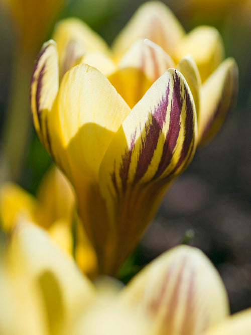 Close-up of Crocus Gipsy Girl marked petals