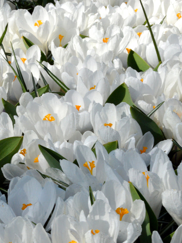 White crocus Jeanne d'Arc