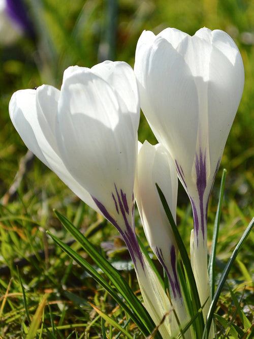 White crocus bulbs