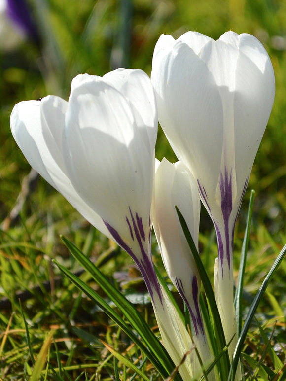 White crocus bulbs