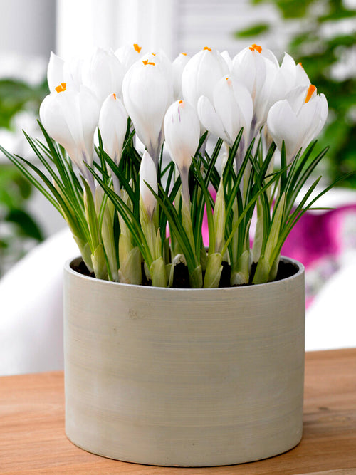Crocus White Jeanne d'Arc bulbs