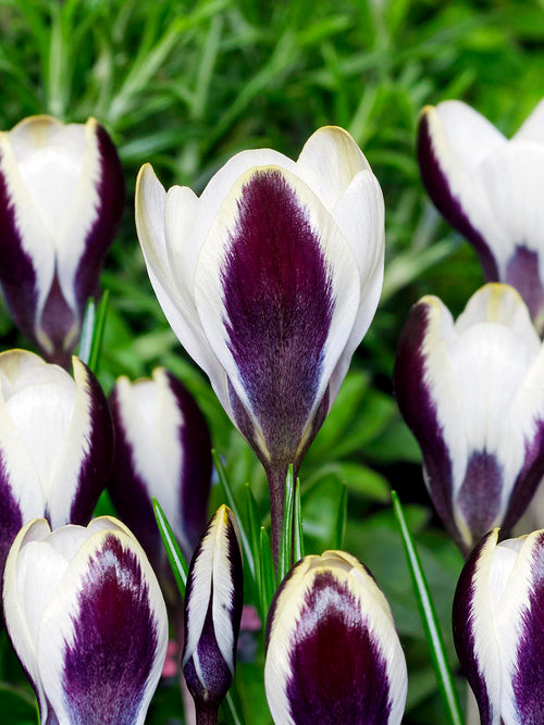 Crocus Panda with white petals and purple bases in bloom