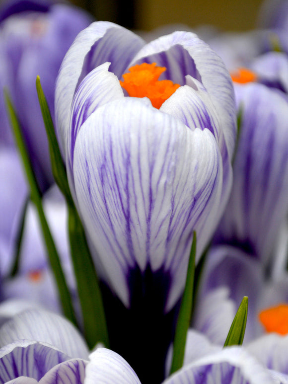 Crocus Pickwick