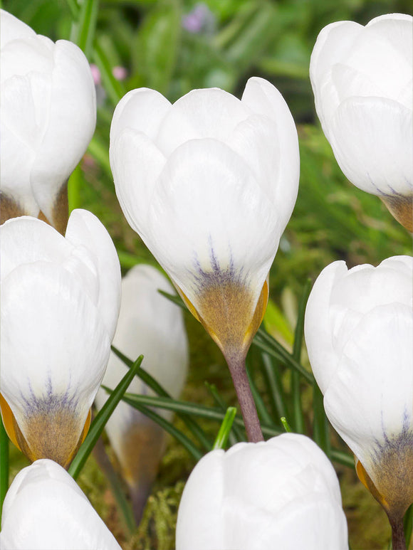 Close-up of Crocus Polar Bear creamy white petals