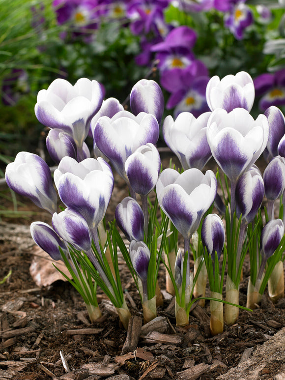 Crocus Prince Claus white flower with deep violet outer petals