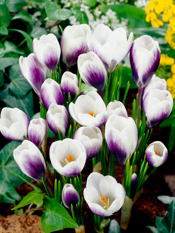 Close-up of Crocus Prince Claus purple-backed petals