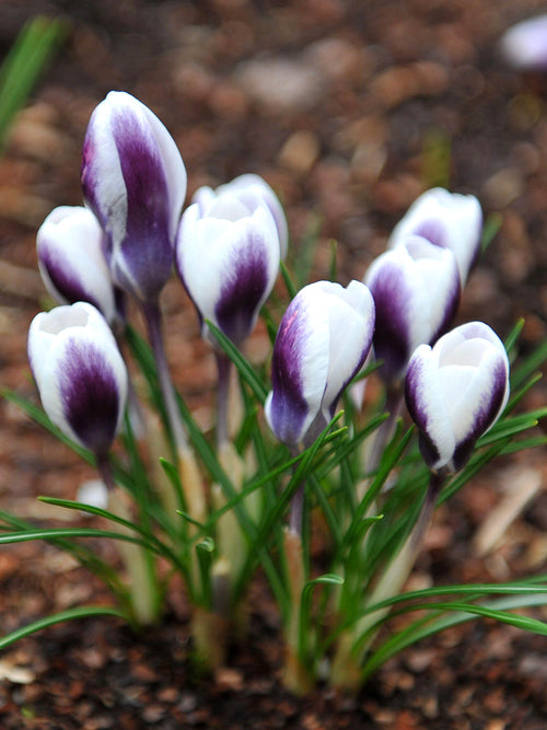 Crocus Prince Claus growing in a garden container