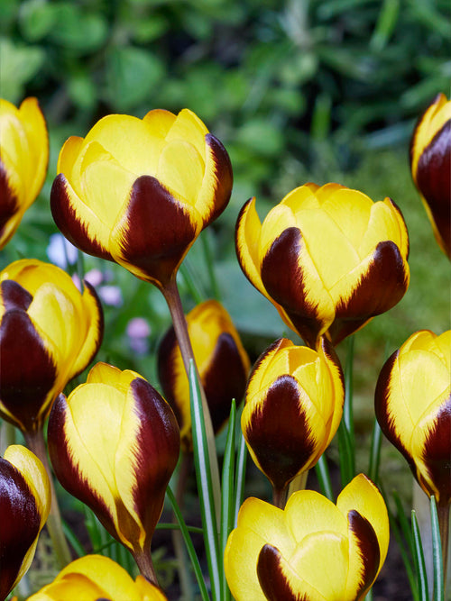 Crocus Queen Bee with lilac petals and creamy yellow edges
