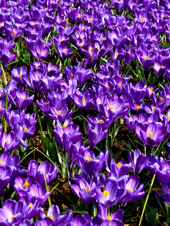 Crocus Remembrance Purple Crocus Flower Bulbs - UK delivery
