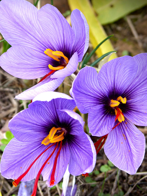 Crocus Sativus Bulbs - UK delivery