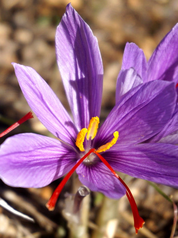 Crocus Sativus Bulbs - UK delivery