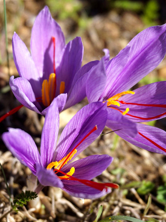 Crocus Sativus Bulbs - UK delivery