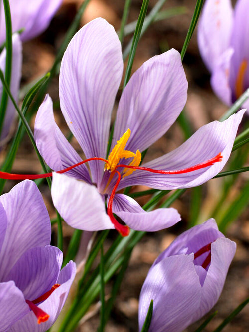 Buy Saffron Crocus Bulbs